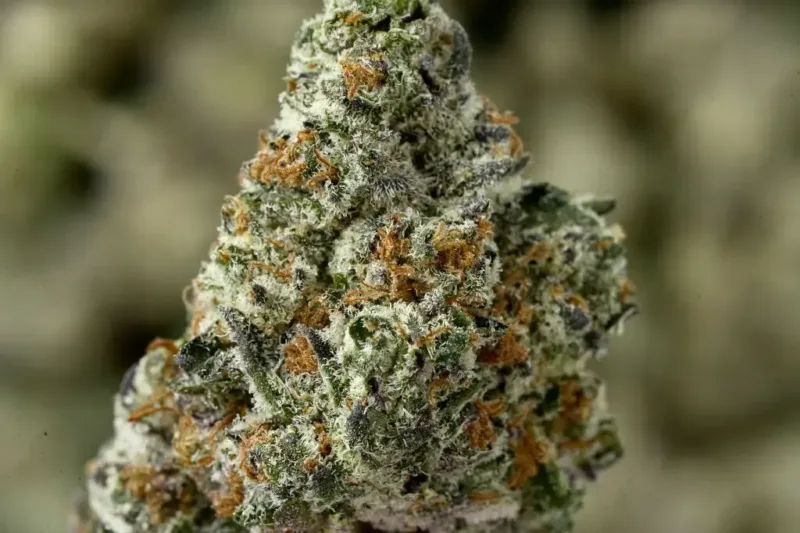 Peanut Butter Gelato THCa Flower – Indica (24.63%)